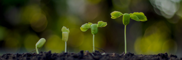 <strong>Community Savings Account</strong><br />Grow with no fees